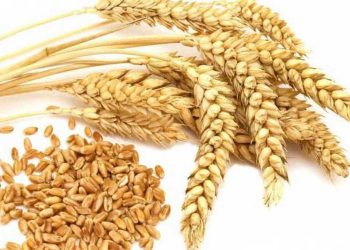 Bia được nấu chủ yếu từ lúa mạch nha