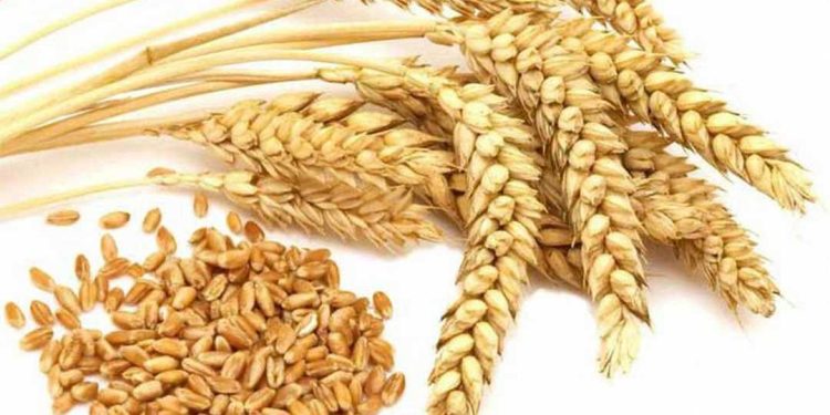 Bia được nấu chủ yếu từ lúa mạch nha