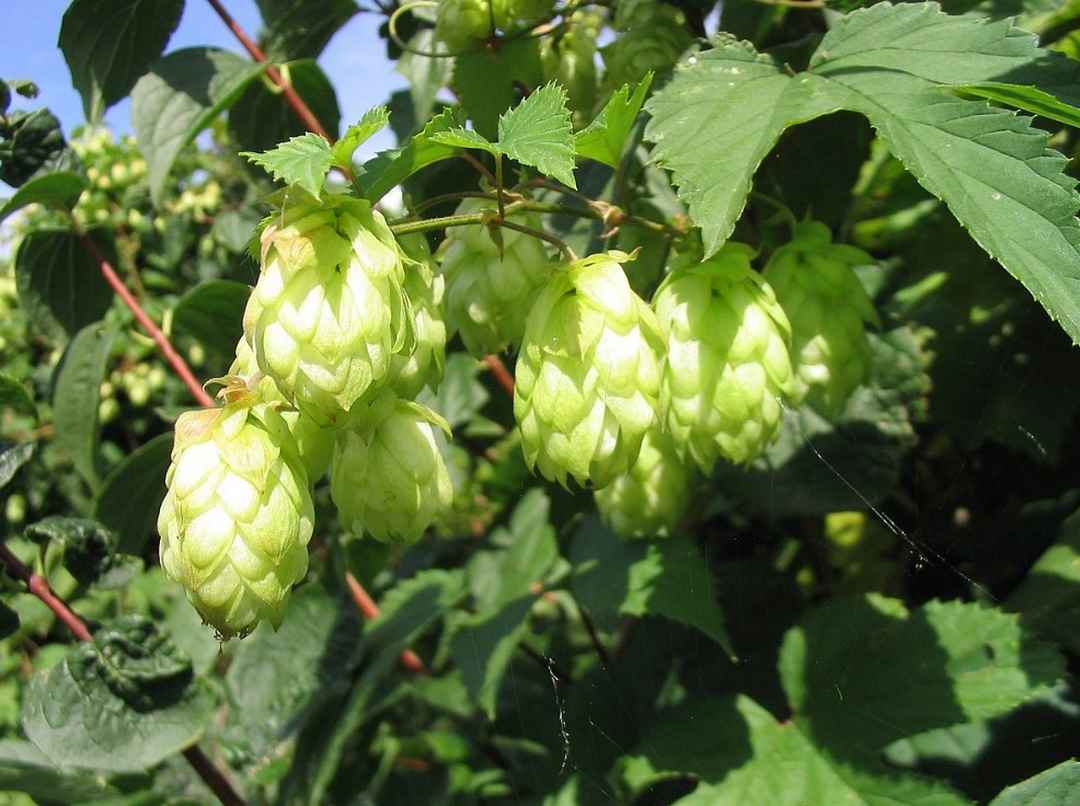 Hoa Bia (Hops)