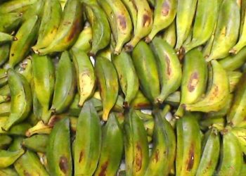 bạn cần phải chọn chuối hột có màu vàng tươi sáng
