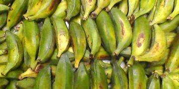 bạn cần phải chọn chuối hột có màu vàng tươi sáng